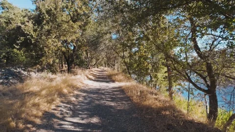 Walking through oak tree forest Video stock 295822167