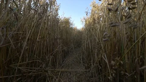 Walking Through an Oatfield with Blue Sky Vídeo Stock 135939889