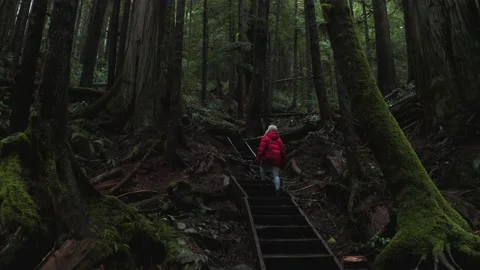 Walking Through Old Growth Forest Stock Footage 171887670