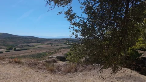 Walking through olive branches next to ancient stone wallls Stock Footage 347273329