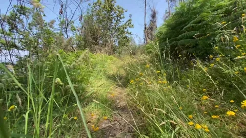 Walking through overgrown grassy path under blue sky 動画素材 310936643