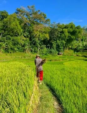 Walking through the paddy fields Stock-Fotos