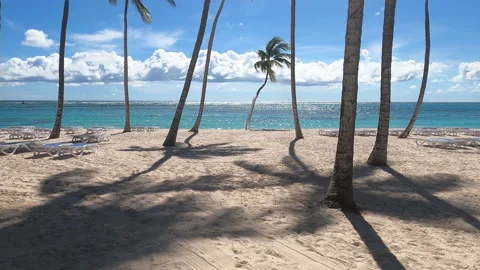 Walking Through Palm Tree Beach Stock-Footage 149980841