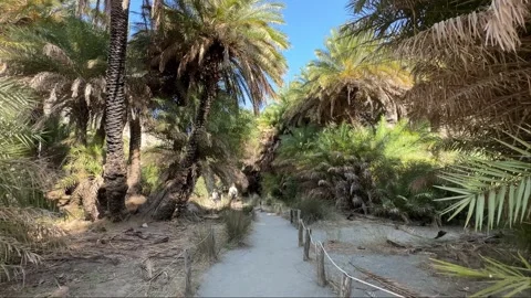 Walking through the palm tree forest of Preveli gorge in Crete 스톡 동영상 345495385