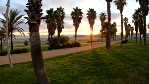 Walking through a palm tree garden next to sea at sunrise Stock Footage 202637979