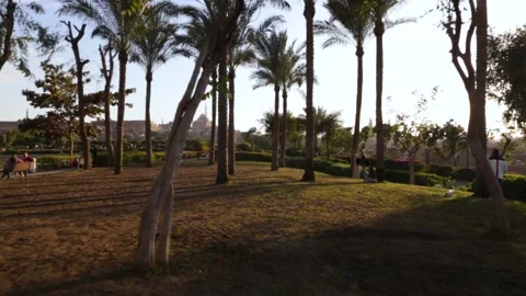 Walking through Palm Trees in Al-azhar Park Stock Footage 146051126