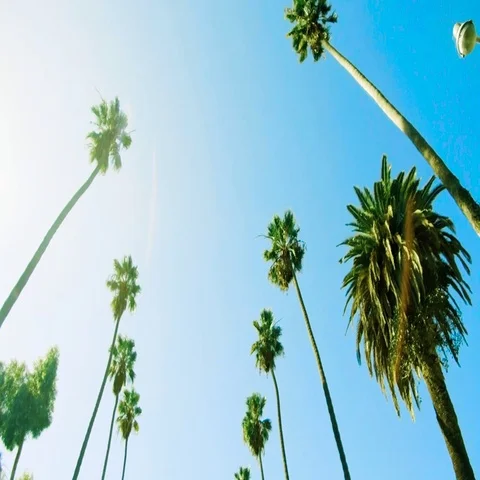 Walking through palm trees with blue sky. Stock Footage 69646364