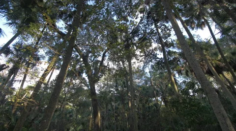 Walking through Palm Trees 스톡 동영상 58187497