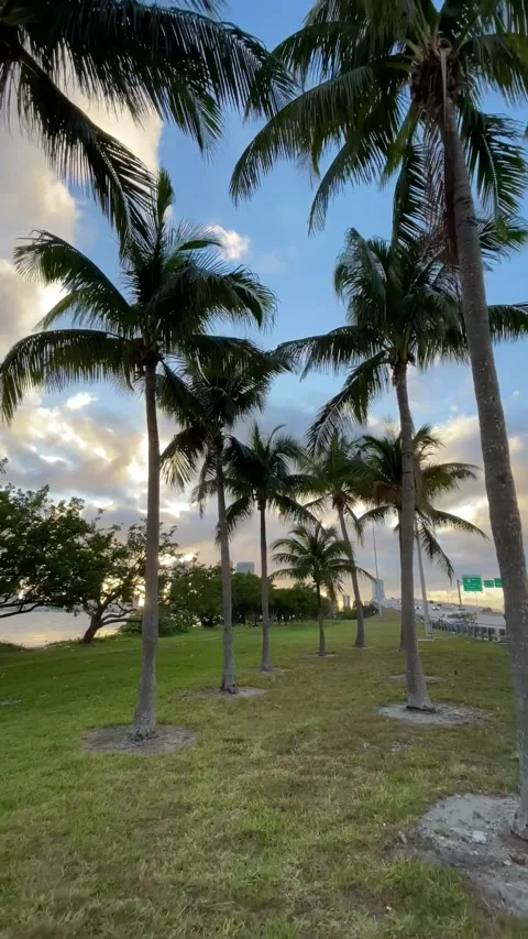 Walking through Palm Trees Stock Footage 231721889