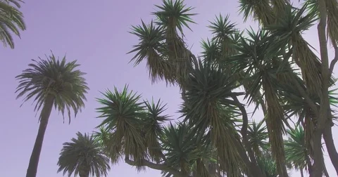 Walking through palm trees with sunny blue sky. Bottom view. Stock Footage 71453815