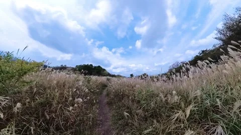 Walking through pampas grass (susuki) field on a mountain on a cloudy day Stock Footage 254375826
