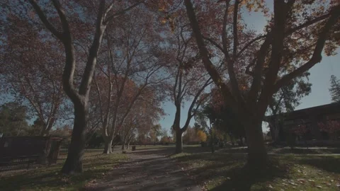 Walking Through Park in Fall Season Sunny Red Leaves On Trail Stock Footage 145433688