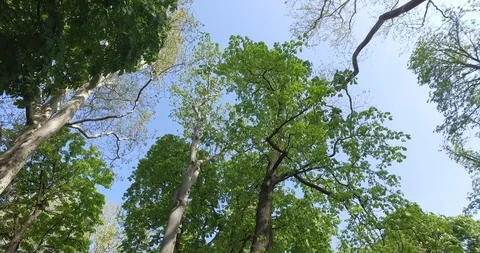 Walking through the park looking at the sky Stock Footage 88698661