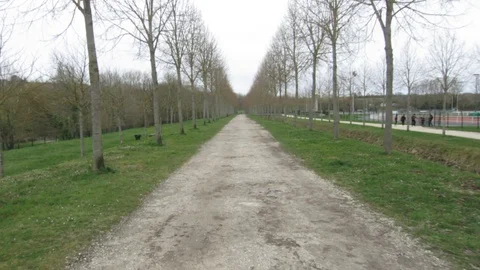 Walking through a park with trees on both sides Stock Footage 126818797