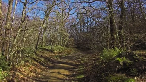 Walking through path covered by colourful autumn leaves in the forest. Stock Footage 171800706