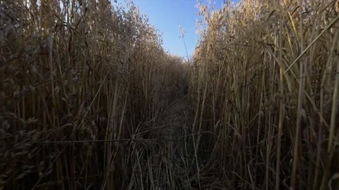 Walking Through Path in Field of Oats with Blue Sky Vídeo Stock 135940639