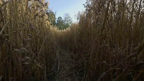 Walking Through Path in Grain Field with Blue Sky and Trees Vídeo Stock 135938962