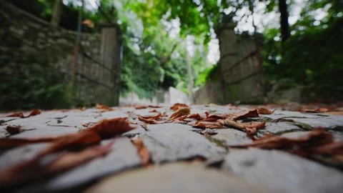 Walking through a path with leaves on the ground in a wooded area during the day Stock Footage 339464995