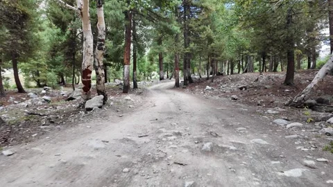 Walking Through Path,Serene Spruce Forest Slow Motion Pathway with Stones an Stock Footage 288002493