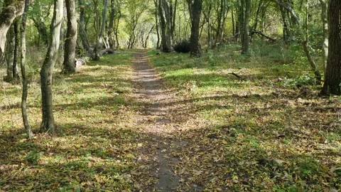 Walking Through Peaceful Forest Trail with Sunlight and Leaves Stock Footage 320730354