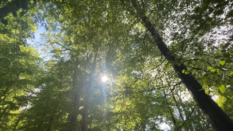 Walking Through a Peaceful Forest While Looking Up at the Trees 库存影片 311996371