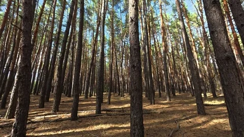 Walking Through a Peaceful Pine Forest on a Sunny Day Stock Footage 345517787