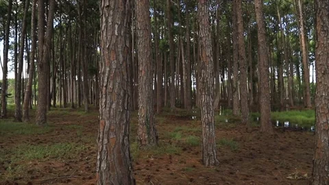 Walking through a pine forest and gazing to the sky Stock Footage 171642081
