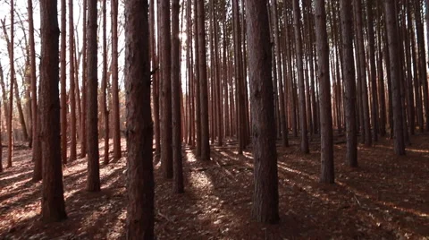 Walking through pine forest between tall trees Stock Footage 48907877