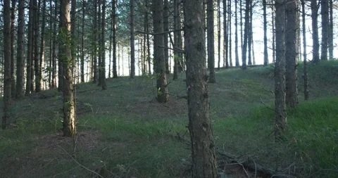 Walking through pine forest Stock Footage 149010471