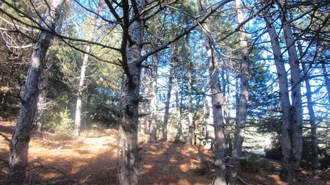 Walking Through Pine Forest, Huge Cross At The End On Mountain Top. Video Lapse Stock Footage 99261456