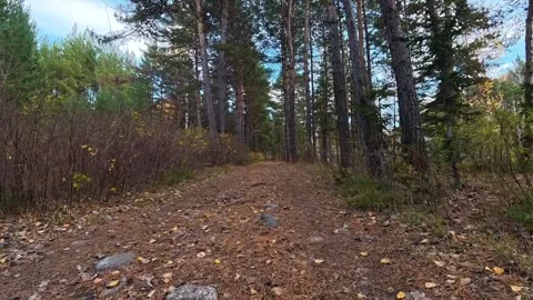 Walking Through a Pine Forest on a Natural Trail Covered with Fallen Needles Stock Footage 348247429