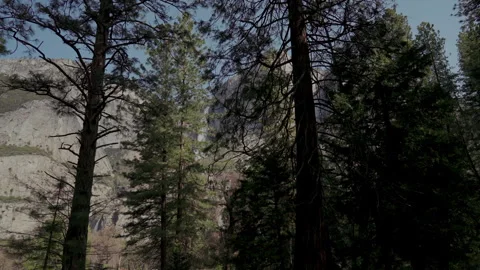 Walking through pine forest past glimpses of Yosemite Falls Stock-Footage 347987986