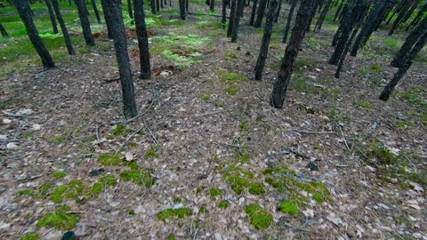 Walking through the pine forest in spring. Movement on the forest floor Video stock 131744156
