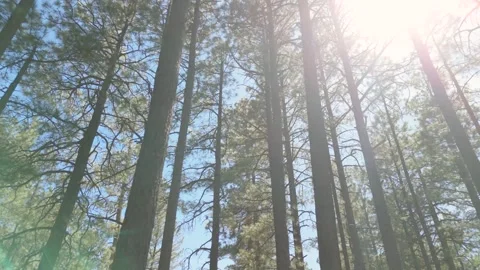 Walking through pine forest with the sun coming through Video stock 277088232