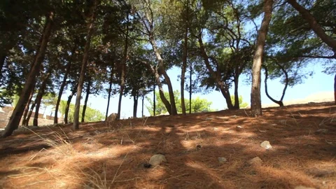 Walking through the pine forest on a sunny day Vídeo Stock 85103421
