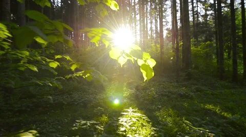 Walking through pine tree forest, towards the sun, backlit leafs Stock Footage