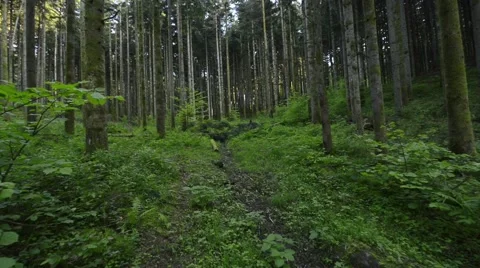 Walking through pine tree forest towards the fallen tree Stock Footage 62955857