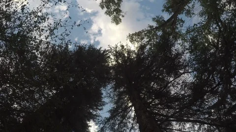 Walking through Pine tree is looking up. Stockbeeldmateriaal 122407194