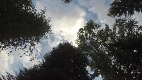 Walking through Pine tree is looking up. Stock Footage 122412084