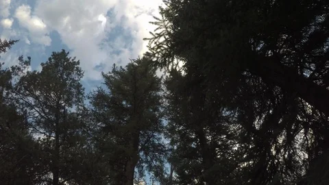 Walking through Pine tree is looking up. Stockbeeldmateriaal 122412721