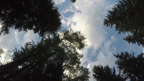 Walking through Pine tree is looking up. Stock Footage 122413825