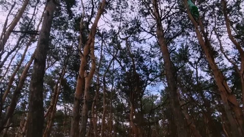 Walking through pine trees Stock Footage 155540442