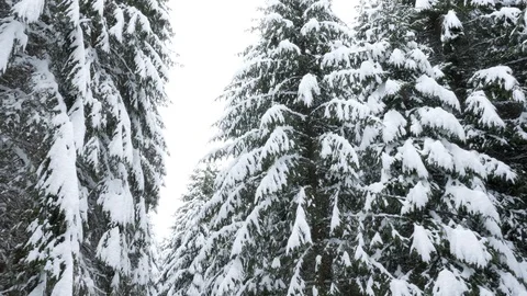 Walking through pine trees in winter Stock-Footage 87838240