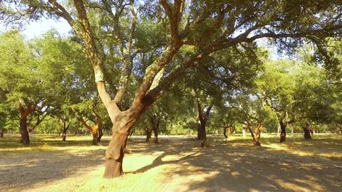 Walking Through Plantation of Cork Oak Trees Stock Footage 85443293