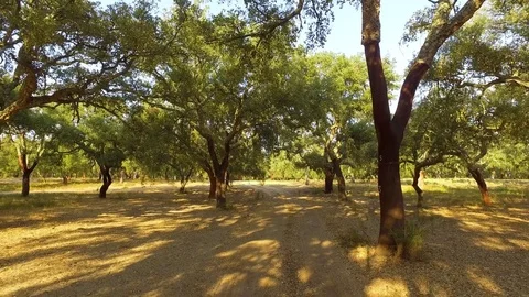 Walking Through Plantation of Cork Oak Trees Stock Footage 85443382