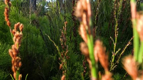 Walking Through Plume Rush in Melbourne Stock-Footage 301585569