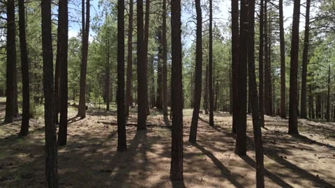 Walking through a ponderosa pine forest on the top of the Mongollon Rim Video stock 277088207
