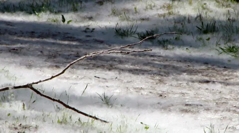 Walking through the poplar flakes I Video stock 35714828