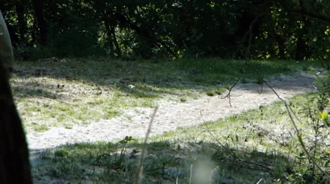 Walking through the poplar flakes II Video stock 35715134