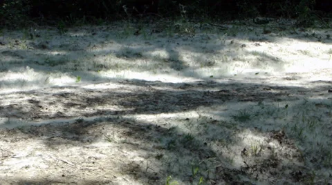 Walking through the poplar flakes III Video stock 35713428
